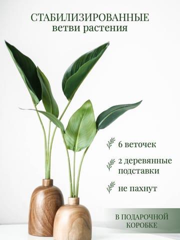Минималистичная Инфографика Домашних Растений в Белом и Зеленом для Маркетплейса